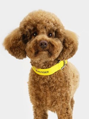 Ungdom Persuasion Siege Hundehalsband aus Logo-Gurtband | GELB | Tommy Hilfiger