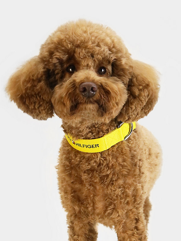 yellow hondenhalsband van webbing met logo voor unisex - tommy hilfiger