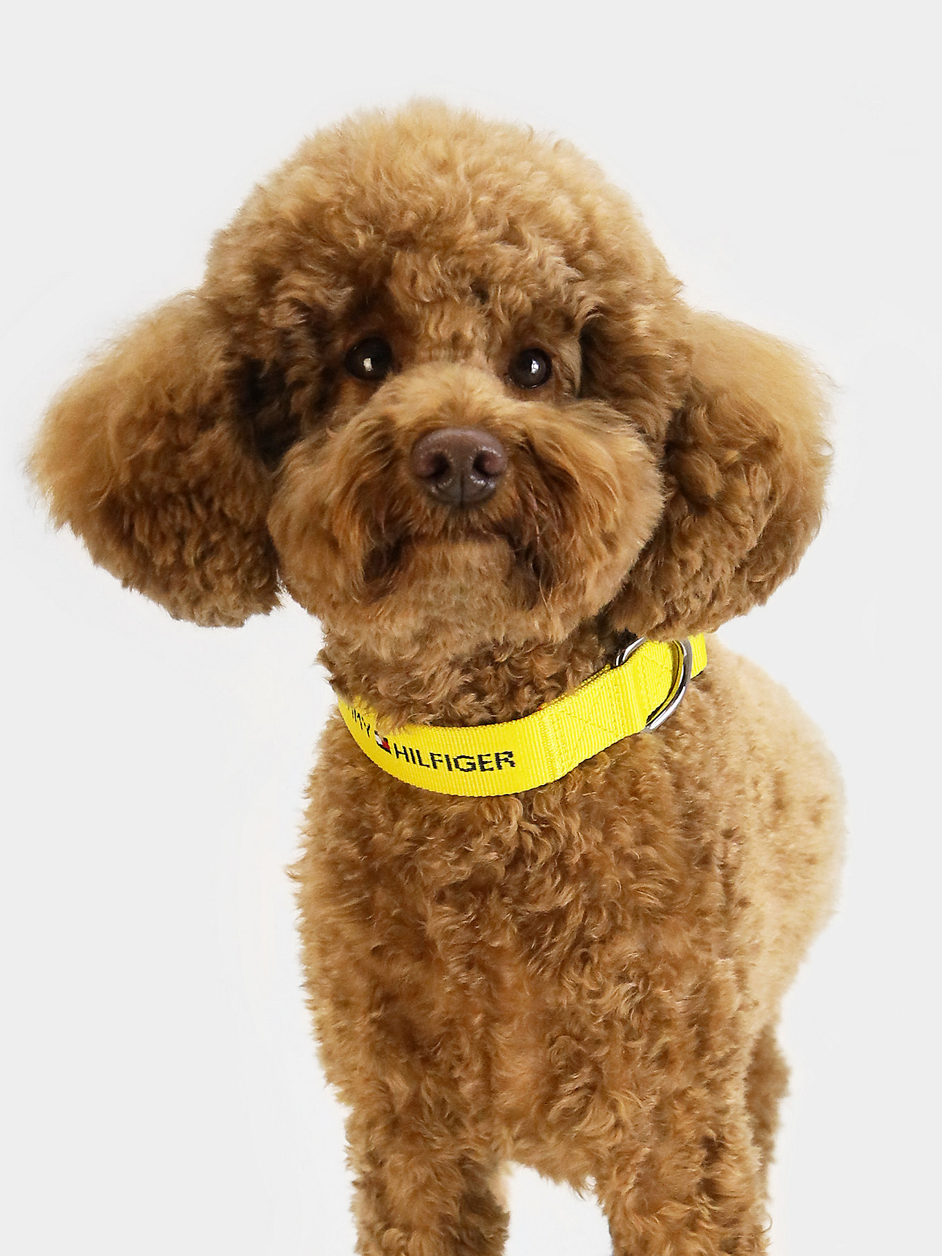 Voorspeller hoe vaak onderwijzen Dog Logo Webbing Collar | YELLOW | Tommy Hilfiger