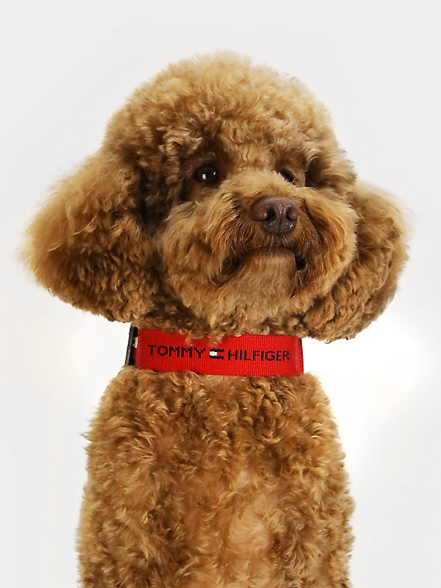 red hondenhalsband van webbing met logo voor unisex - tommy hilfiger