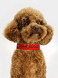 rot hundehalsband aus logo-gurtband für unisex - tommy hilfiger